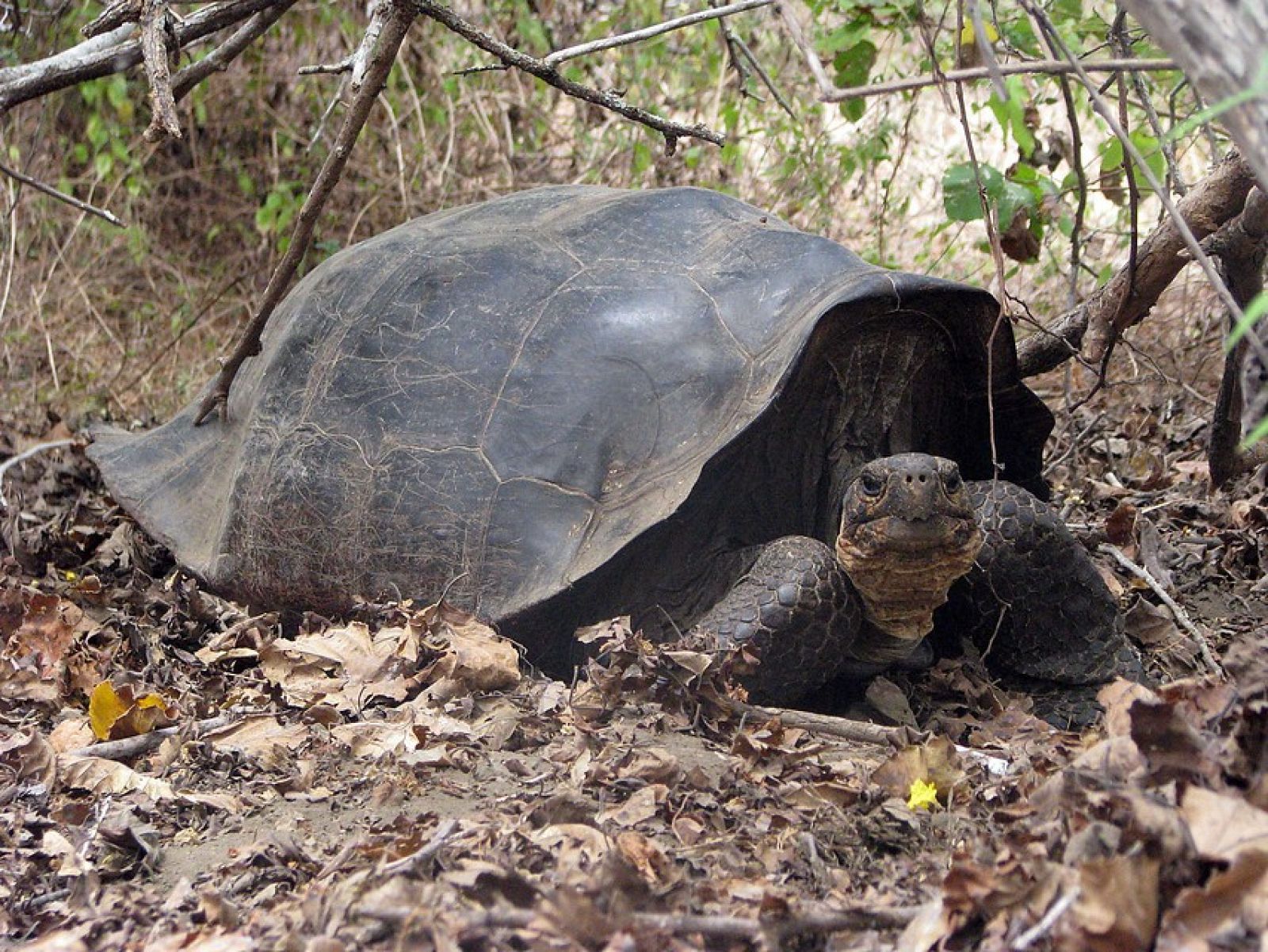 Una tortuga híbrida de 'C. becki' en las que se han descubierto rastros genéticos de la especie desaparecida