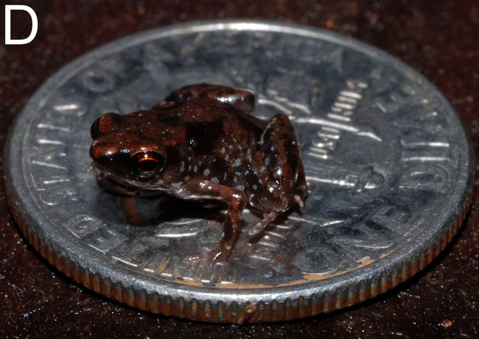 El animal vertebrado más pequeño del mundo, una rana de 7,7 milímetros