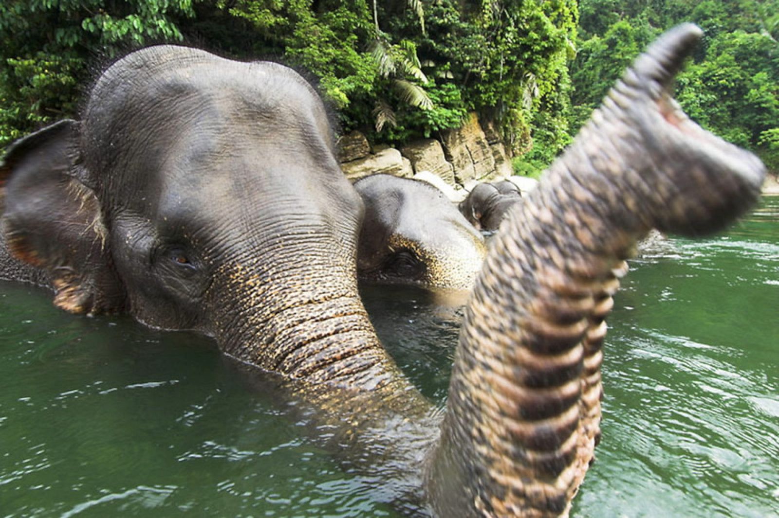 Cada vez quedan menos elefantes de Sumatra en estado salvaje
