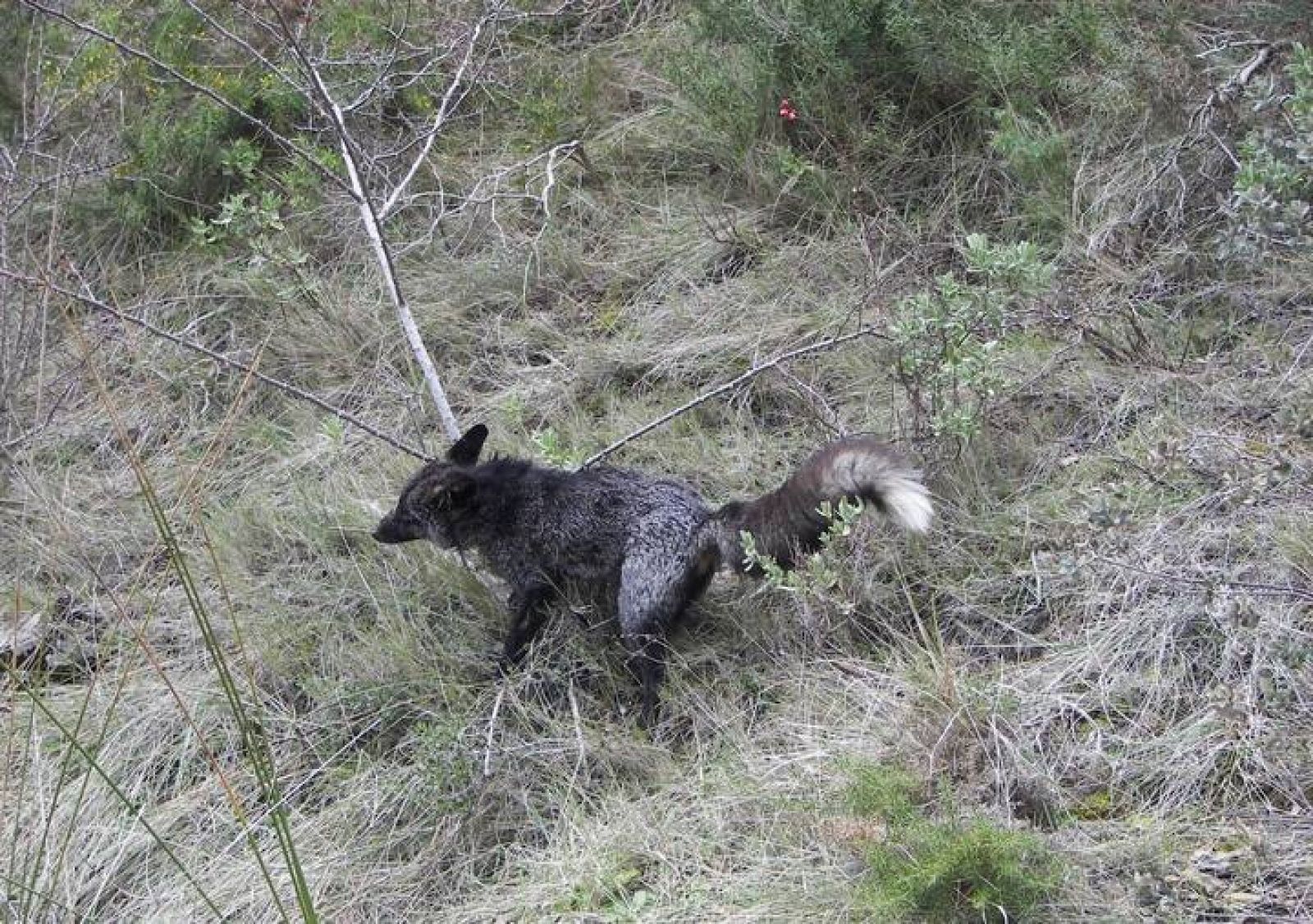 Ocho zorros negros mutantes, únicos en España, viven en la serranía  alicantina 