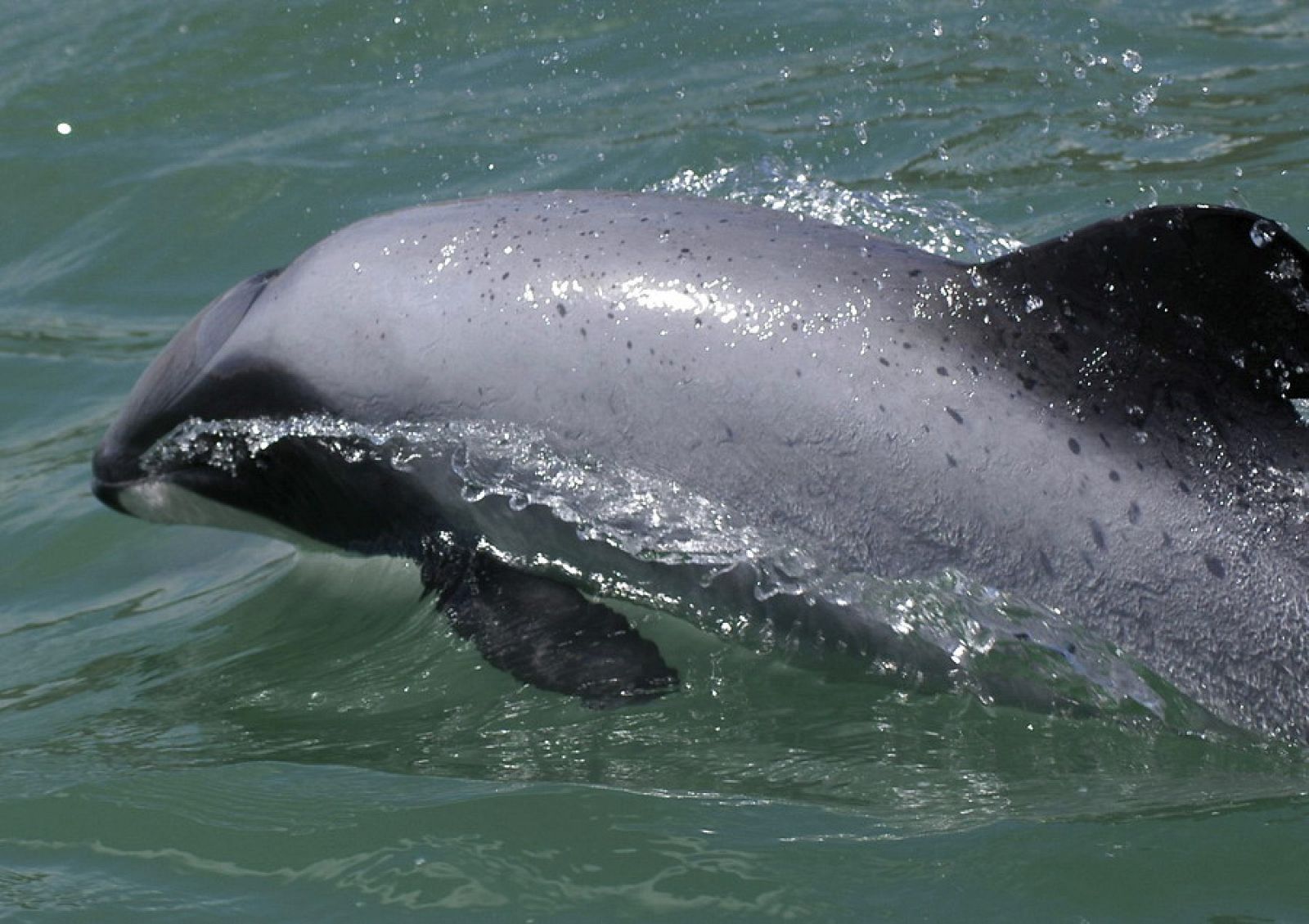 Un ejemplar de delfín de Maui, los más pequeños de la especie