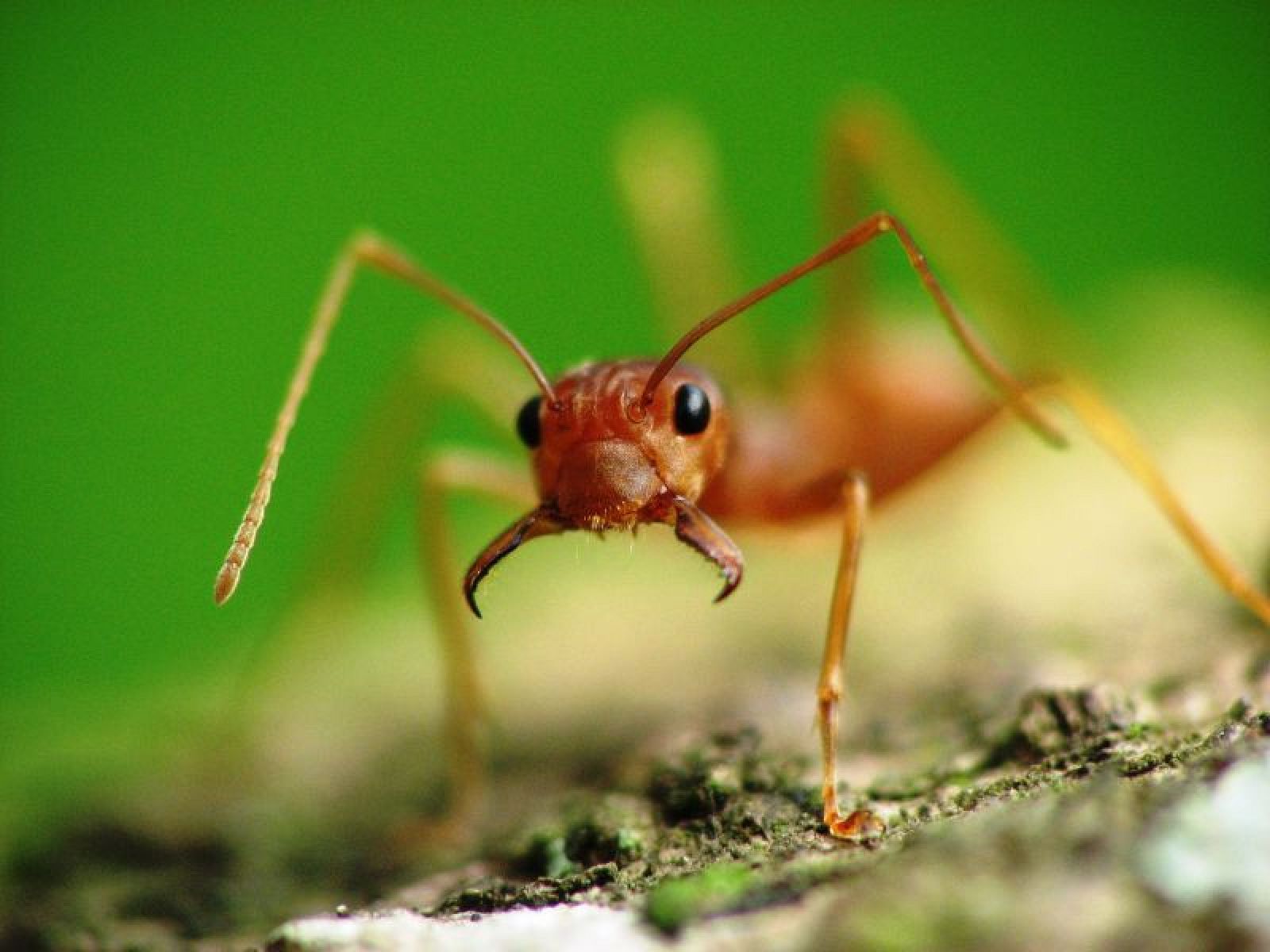 Un ejemplar de 'Oecophylla smaragdina', las hormigas estudiadas en la investigación