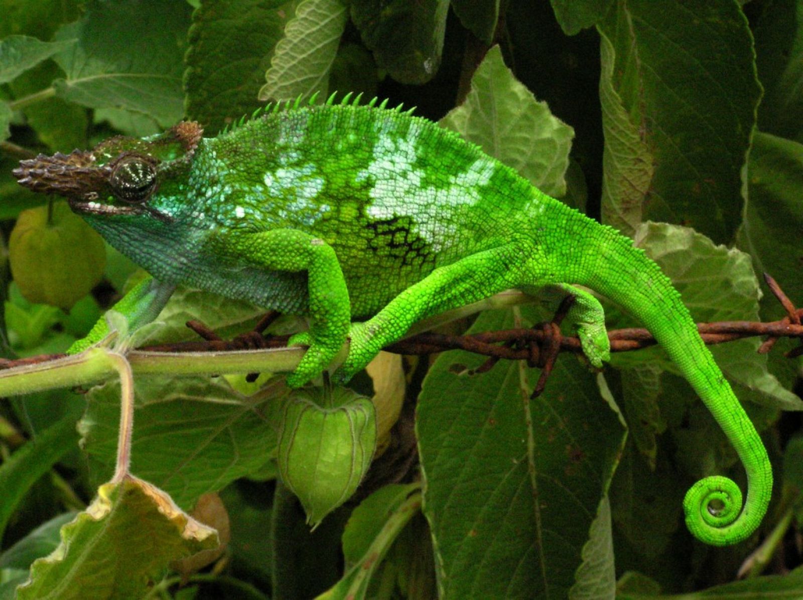 Un camaleón verde de Tanzania con dos cuernos fotografiado en las montañas de Usambara