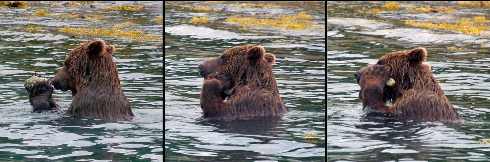 Secuencia de imágenes en la que se ve como el oso escoge una piedra y luego se rasca la cara con ella