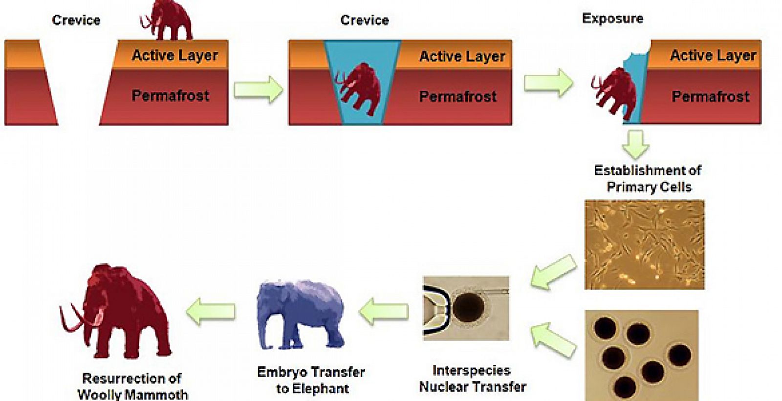 Infografía del proyecto de clonación del mamut propuesto por los expertos
