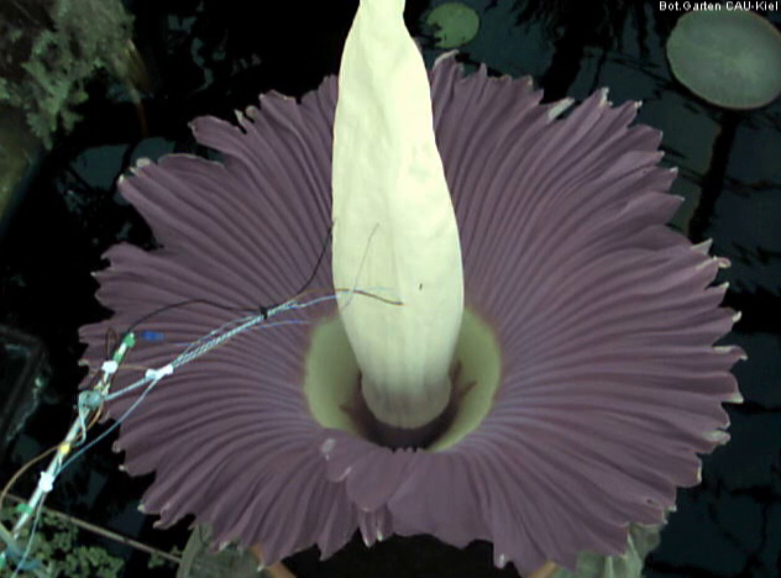 Se puede seguir la evolución de la 'flor cadáver' a través de una webcam que ha instalado el jardín botánico alemán.