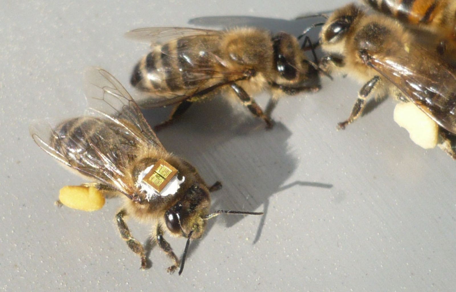 Los investigadores han incorporado microchips en el torax de las abejas para realizar el estudio