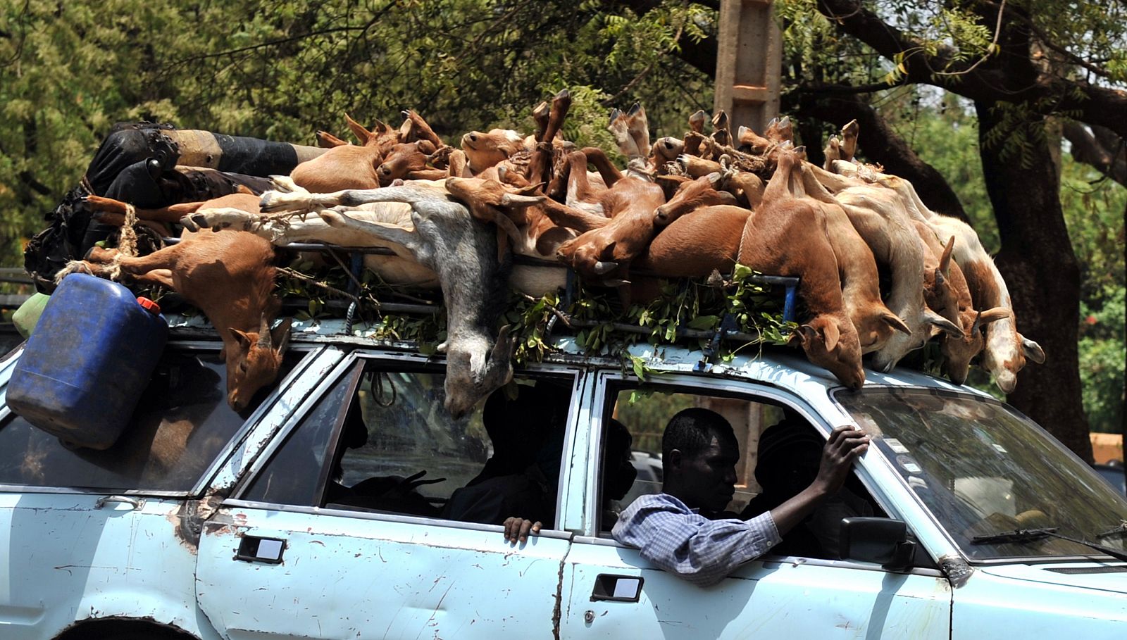Un coche transporta cabras en una calle de Bamako, la capital de Mali.
