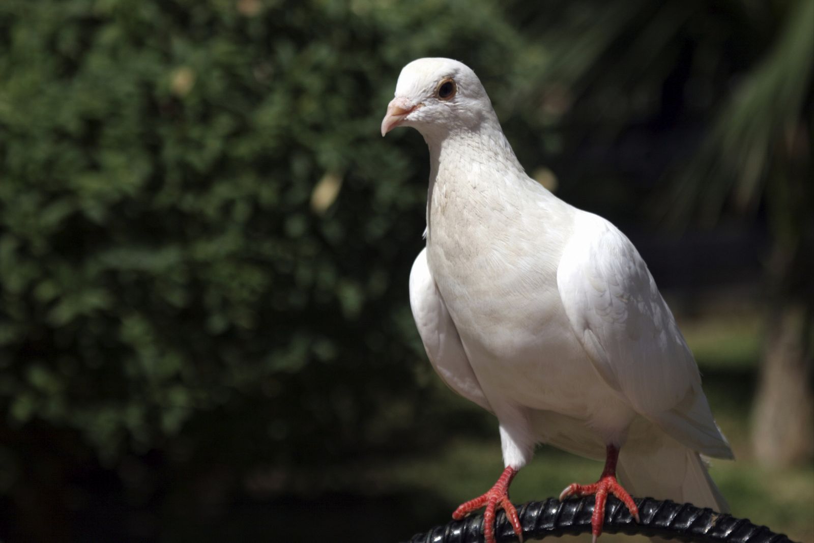 Las palomas son conocidas por su extraordinaria capacidad de orientación