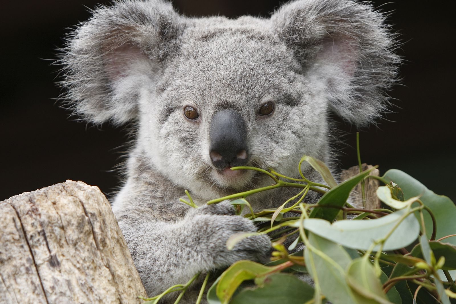 Los koalas son uno de los símbolos de la fauna australiana