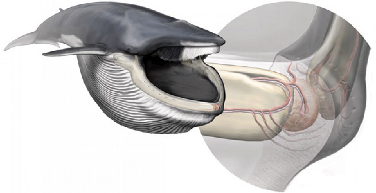 El órgano sensorial de la ballena azul, del tamaño de una naranja, está situado en la punta de la mandíbula