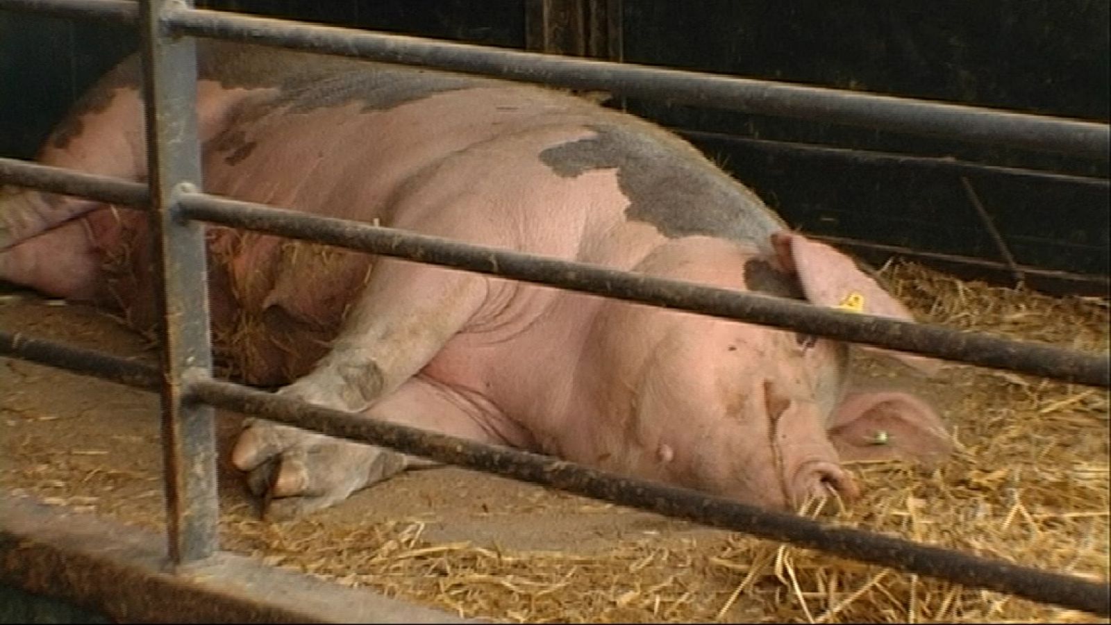 La normativa europea vela por el bienestar de los cerdos