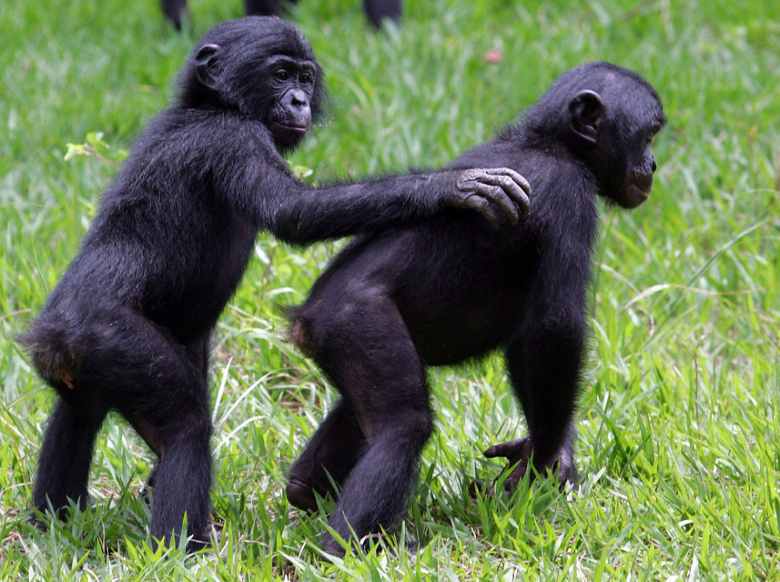 Los bonobos son, junto a los chimpancés, los parientes vivos más cercanos genéticamente a los seres humanos