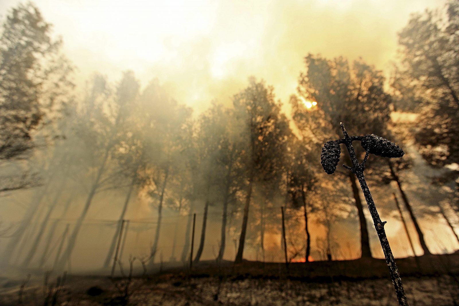 INCENDIO FORESTAL