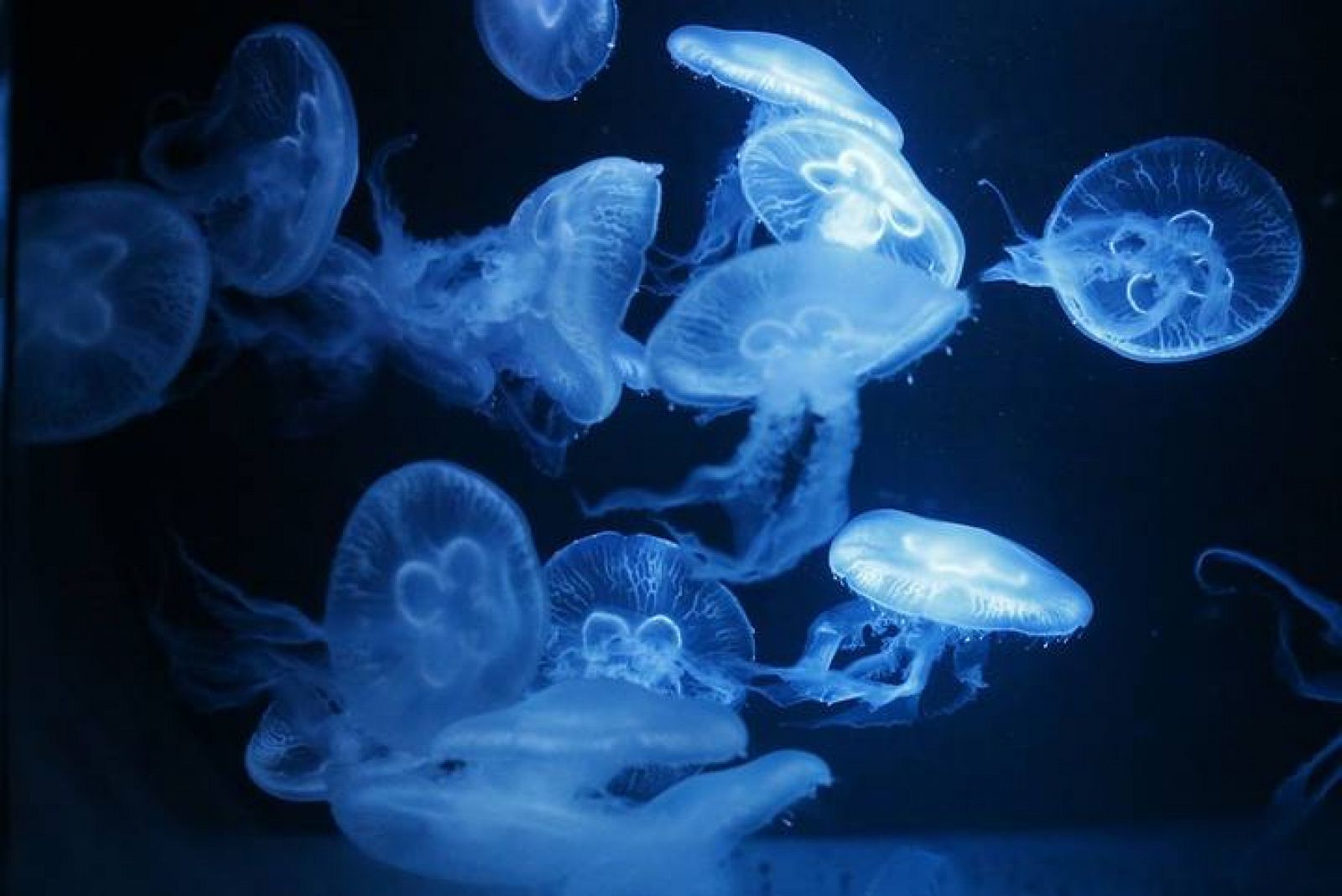 El arma irritante de las medusas son millones de células con forma de bolsita que tienen un filamento lleno de púas enrollado en su interior