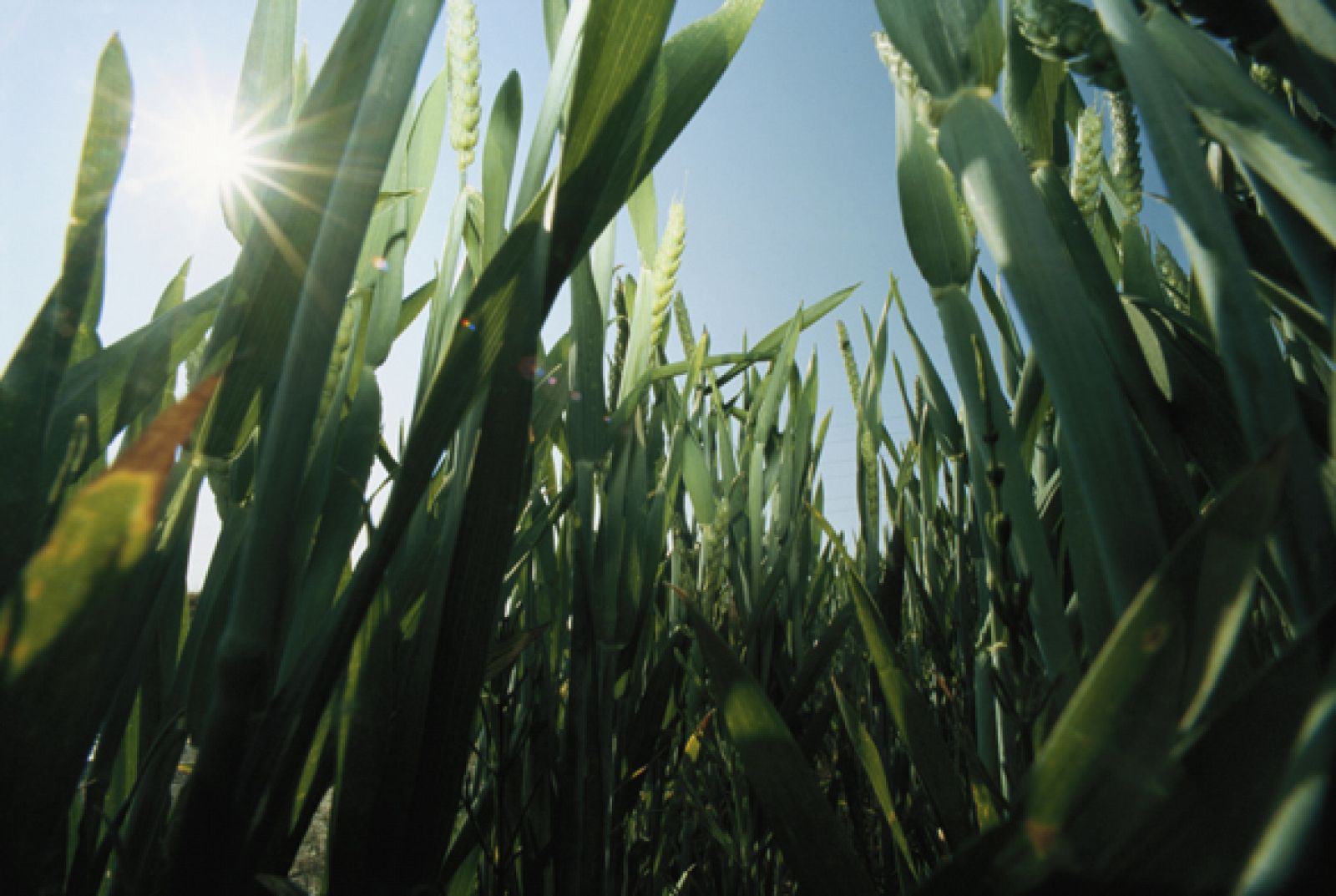 El cultivo de maíz transgénico es el único permitido en la Unión Europea aunque se importan grandes cantidades de esta clase de cultivos.