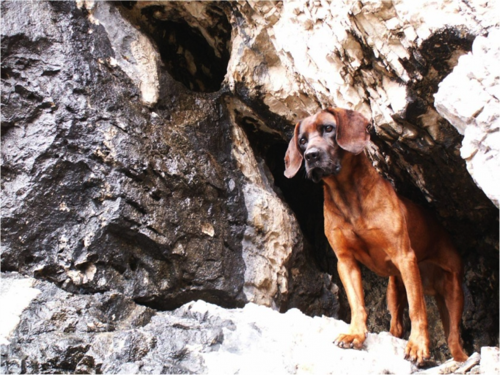 'Buck', uno de los perros del programa, otea el horizonte desde una montaña