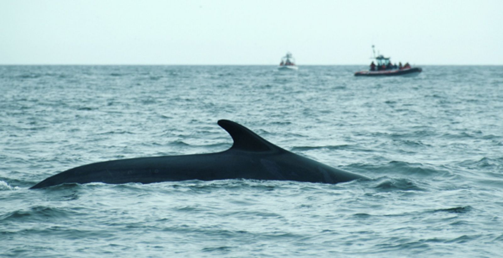 El fuerte ruido causado por el transporte maritímo y los choques con las embarcaciones amenazan gravemente a esta especie de ballena