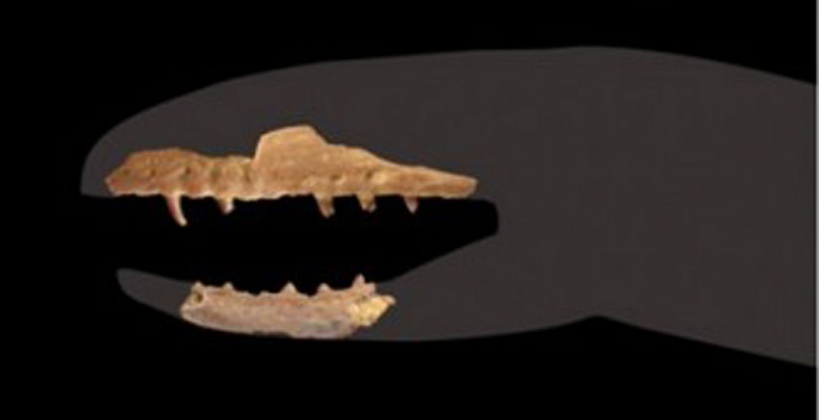 Fragmentos dentales de un individuo Coniophis precedns, considerado un reptil de transición entre los reptiles con patas y las serpientes.