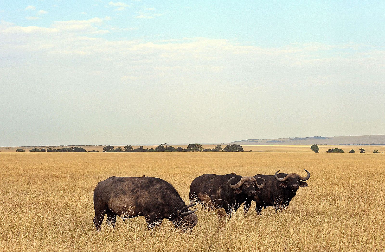 Imagen de archivo del parque Masai Mara, en Kenia.