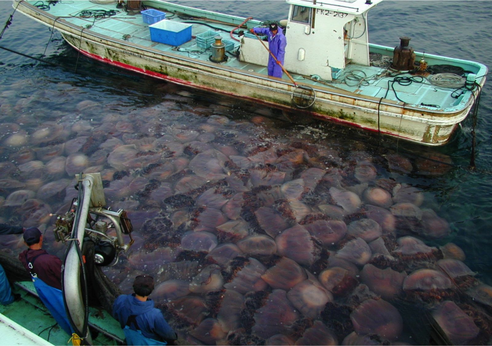Trabajadores se afanan en recoger centenares de medusas gigantes distribuidas en Japón