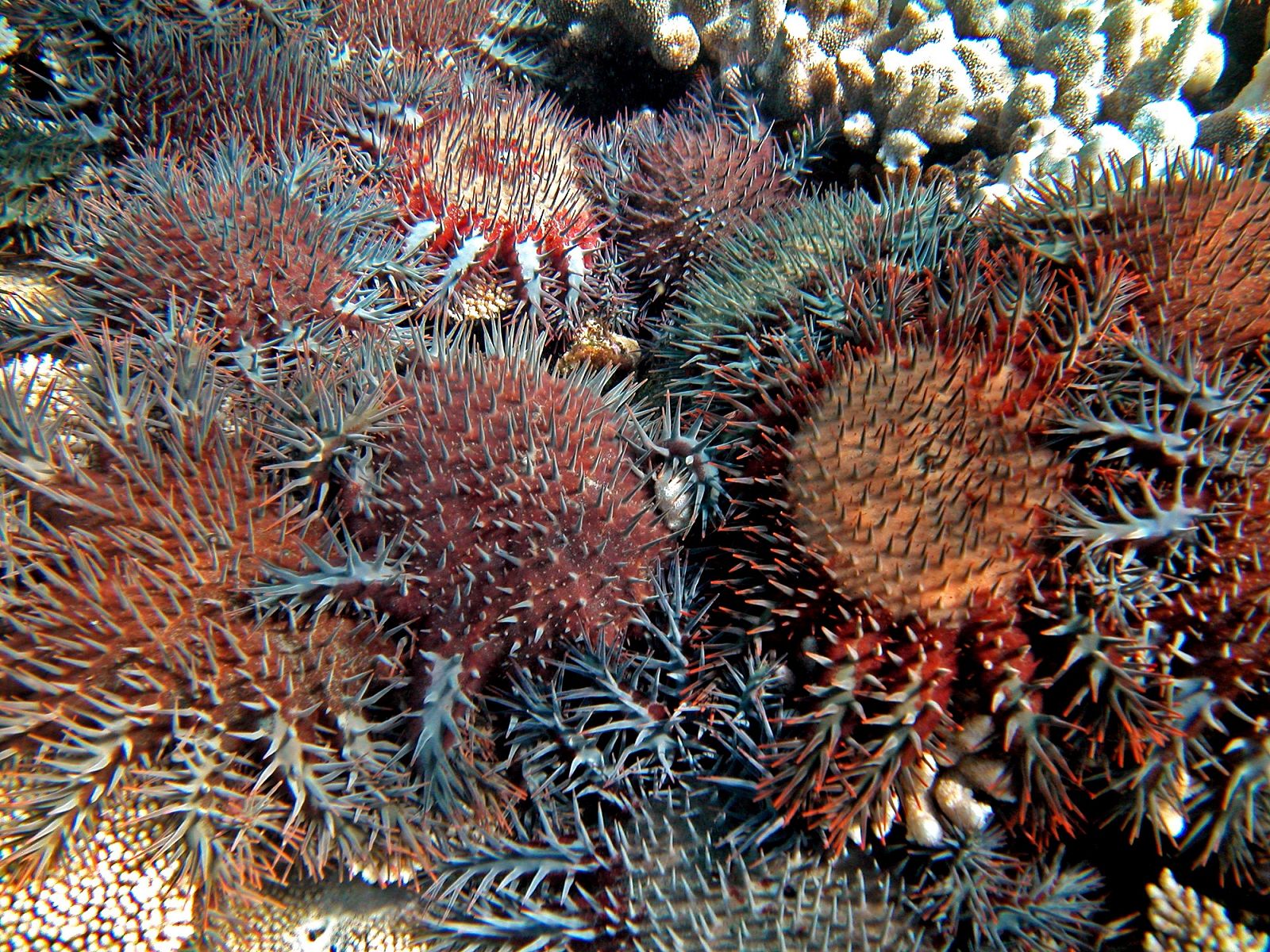 La Gran Barrera de Australia ha perdido la mitad de sus corales en 27 años