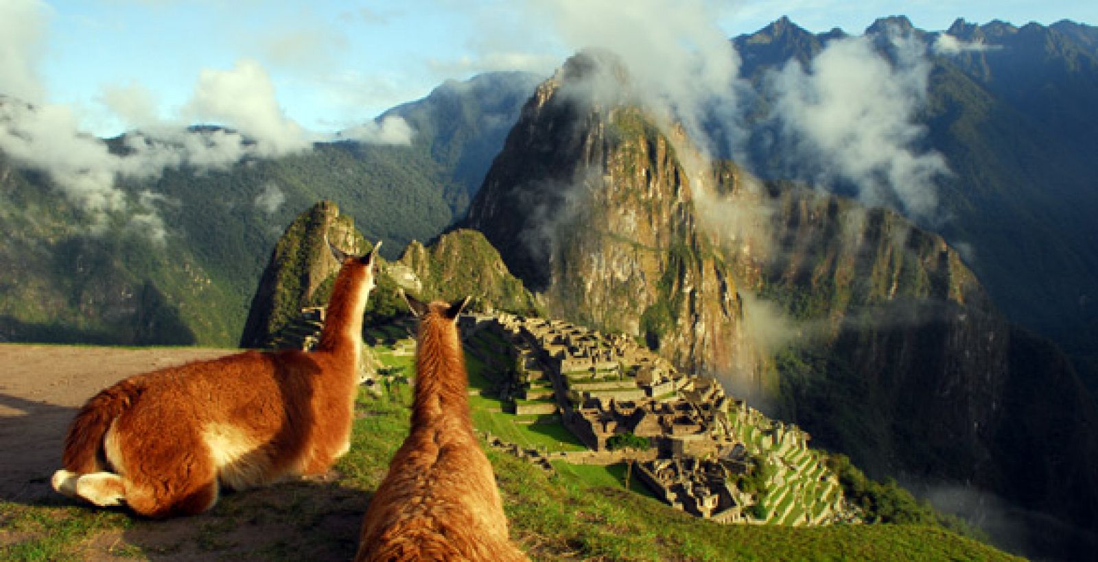 Dos llamas admiran las ruinas de Macchu Pichu