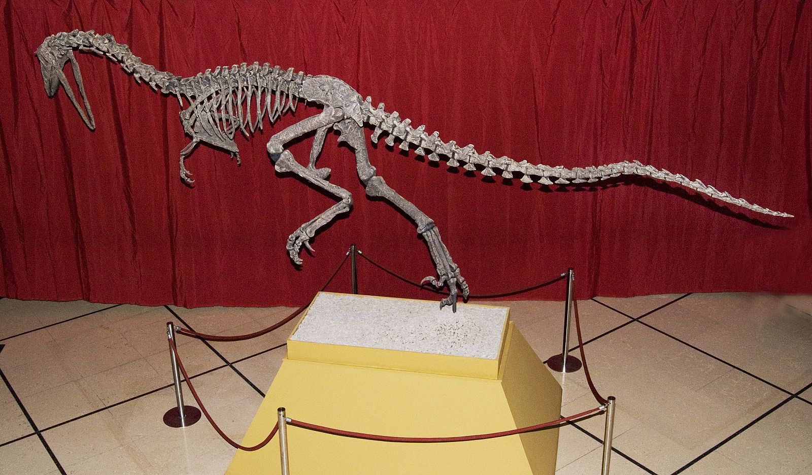 Reconstrucción del Austroraptor, una especie de dinosaurio que vivió en la zona de la Patagonia