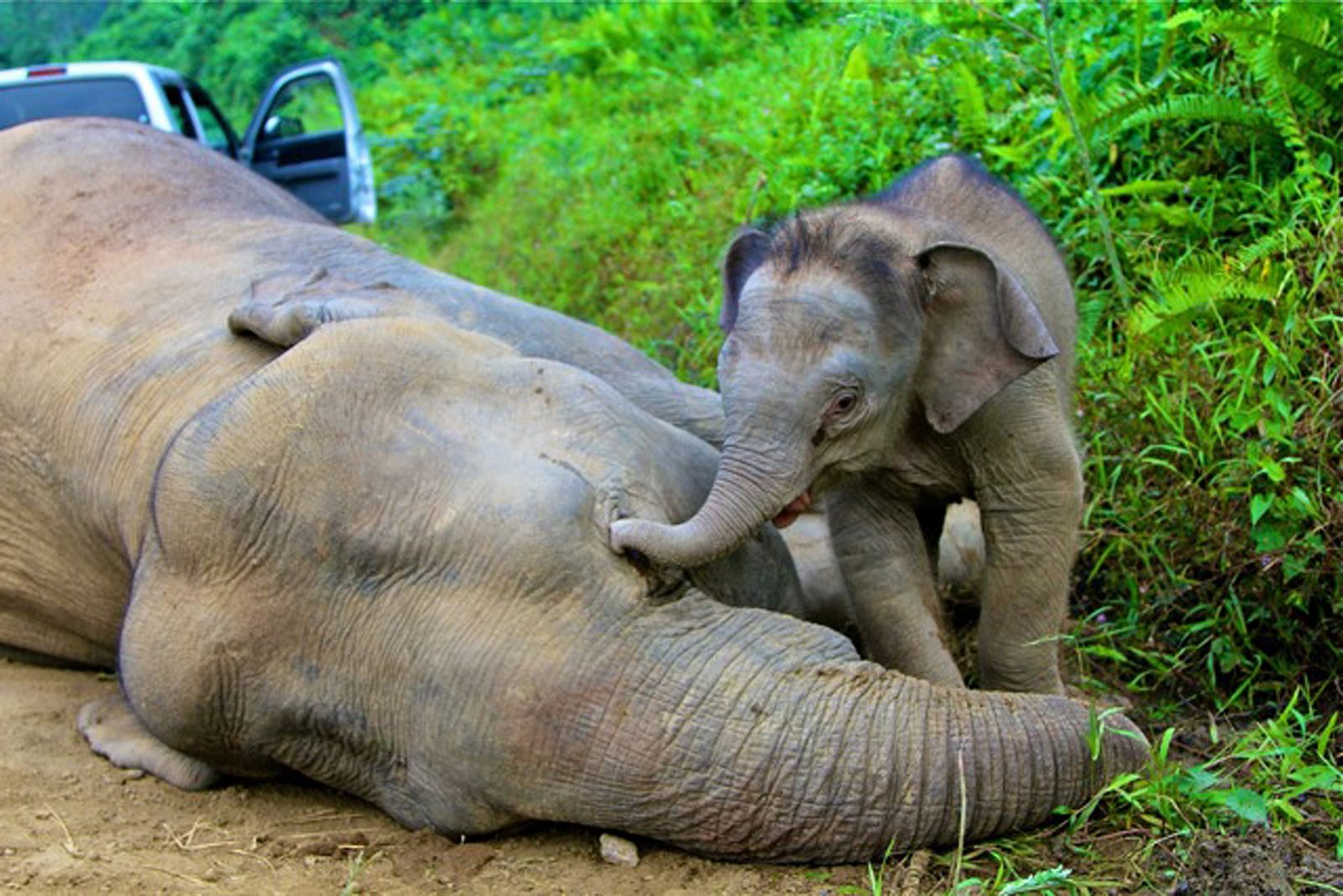 Una cría de elefante pigmeo junto a su madre muerta, en la reserva forestal de Gunung Rara, donde han encontrado diez cadáveres de esta subespecie.