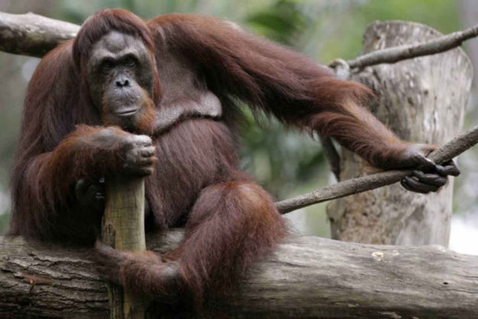 Un Real Decreto prohíbe experimentar con grandes simios como los orangutanes.