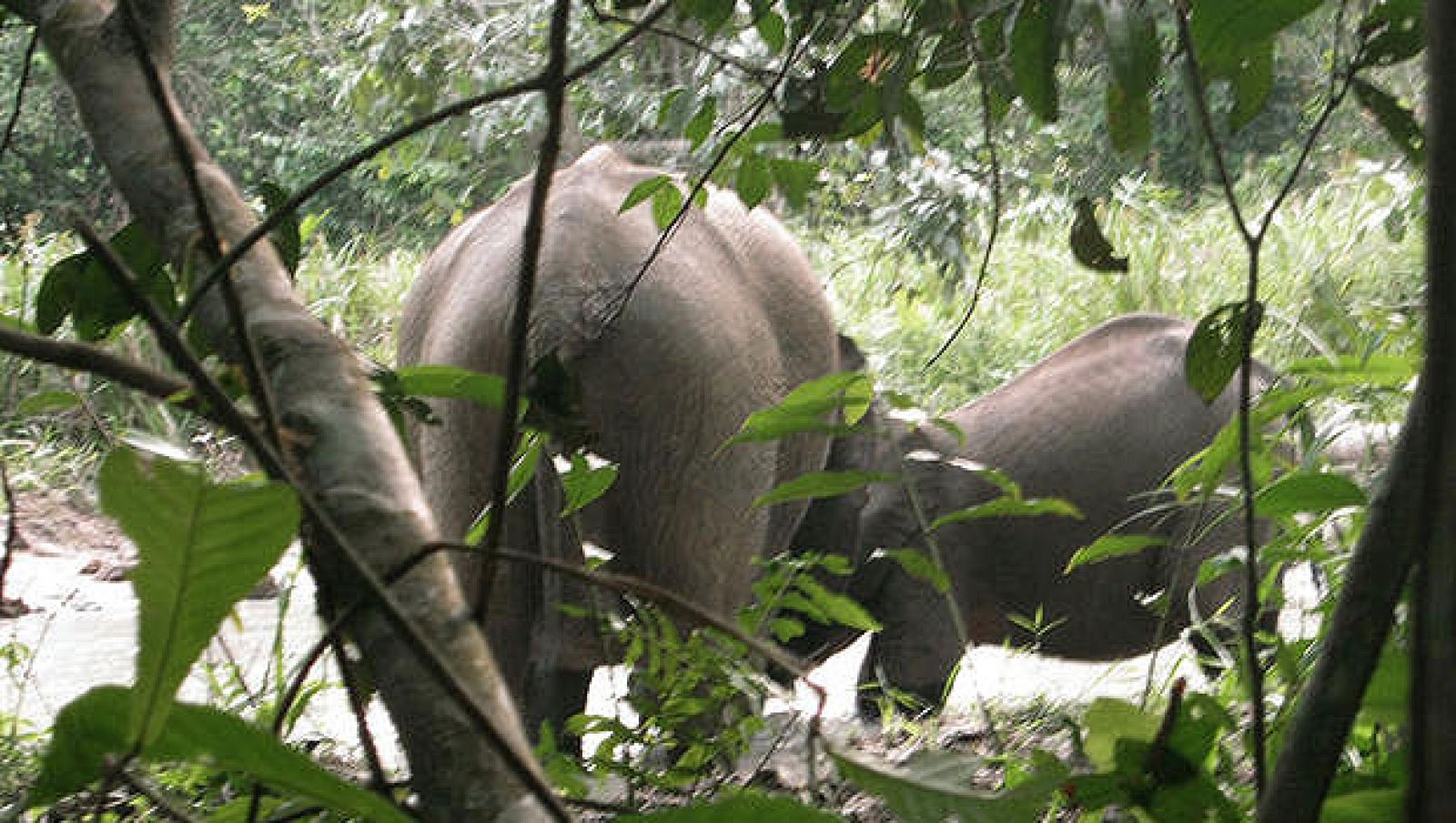 Elefantes ocultos en la junga en el Parque Nacional de Luango