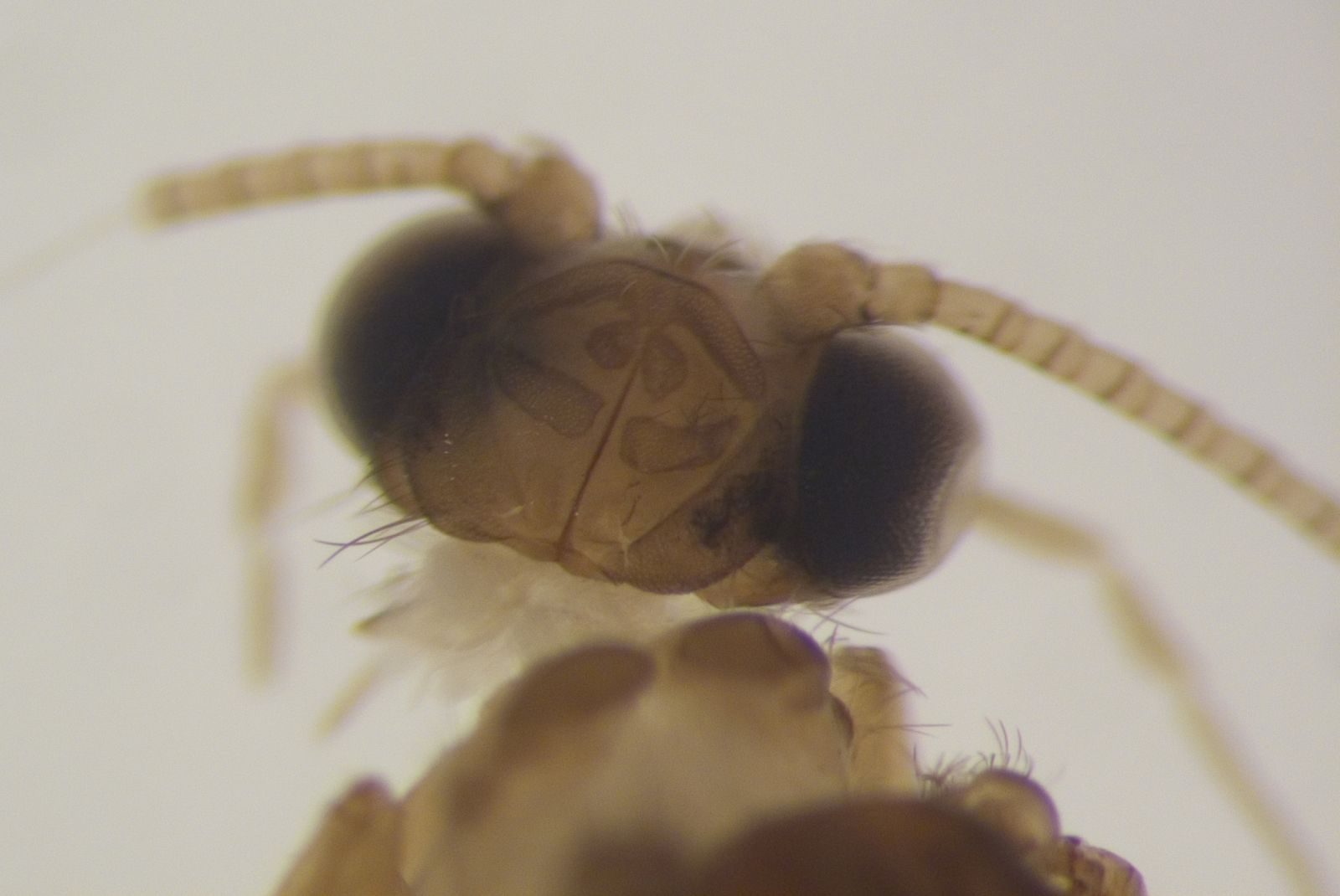 Este es el insecto hallado por un grupo de científicos sevillanos en el parque de Los Alcornocales, en Cádiz.