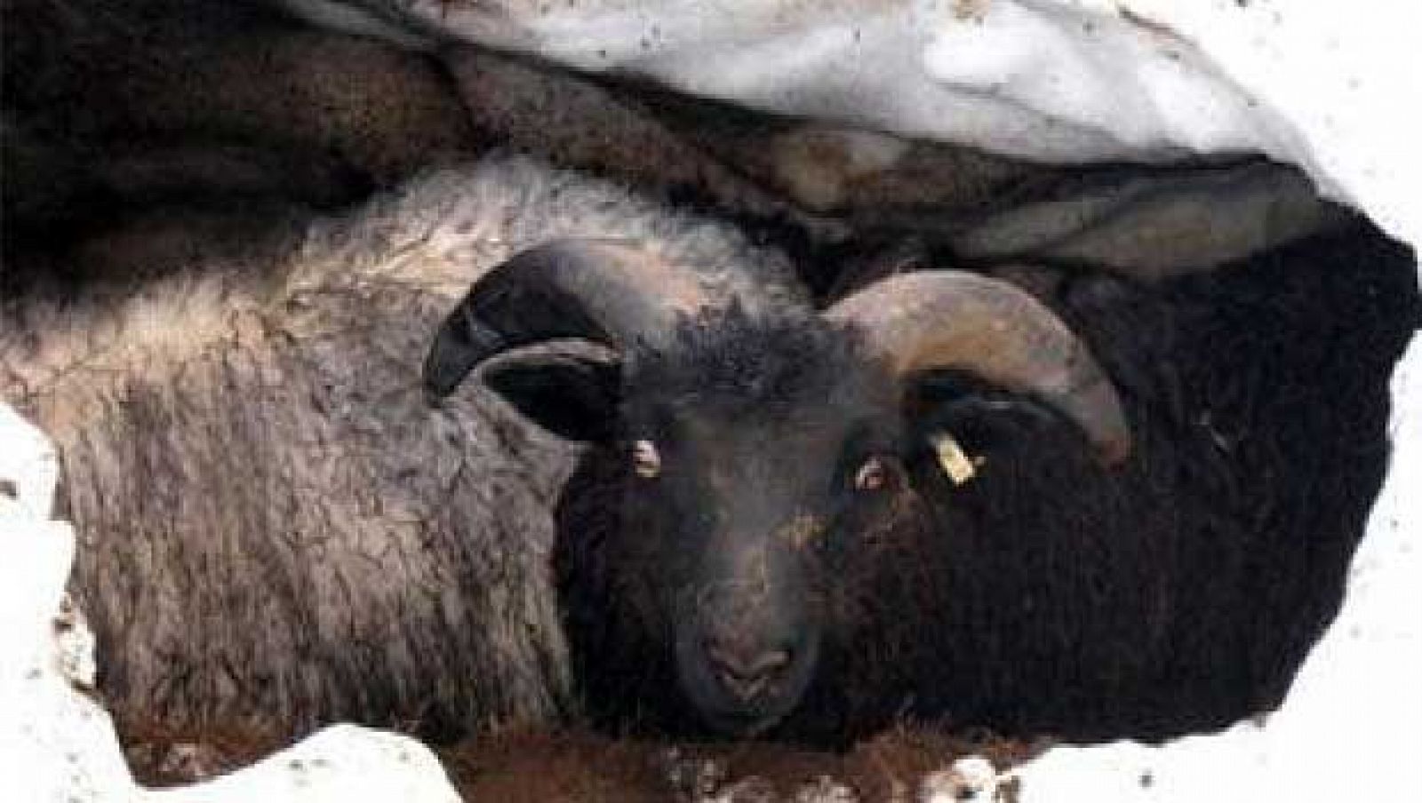 La oveja islandesa superviviente