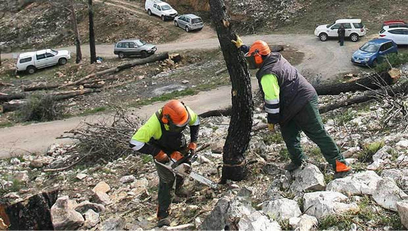 Regeneración de una zona quemada en la sierra de Cardó de Rasquera (Tarragona)