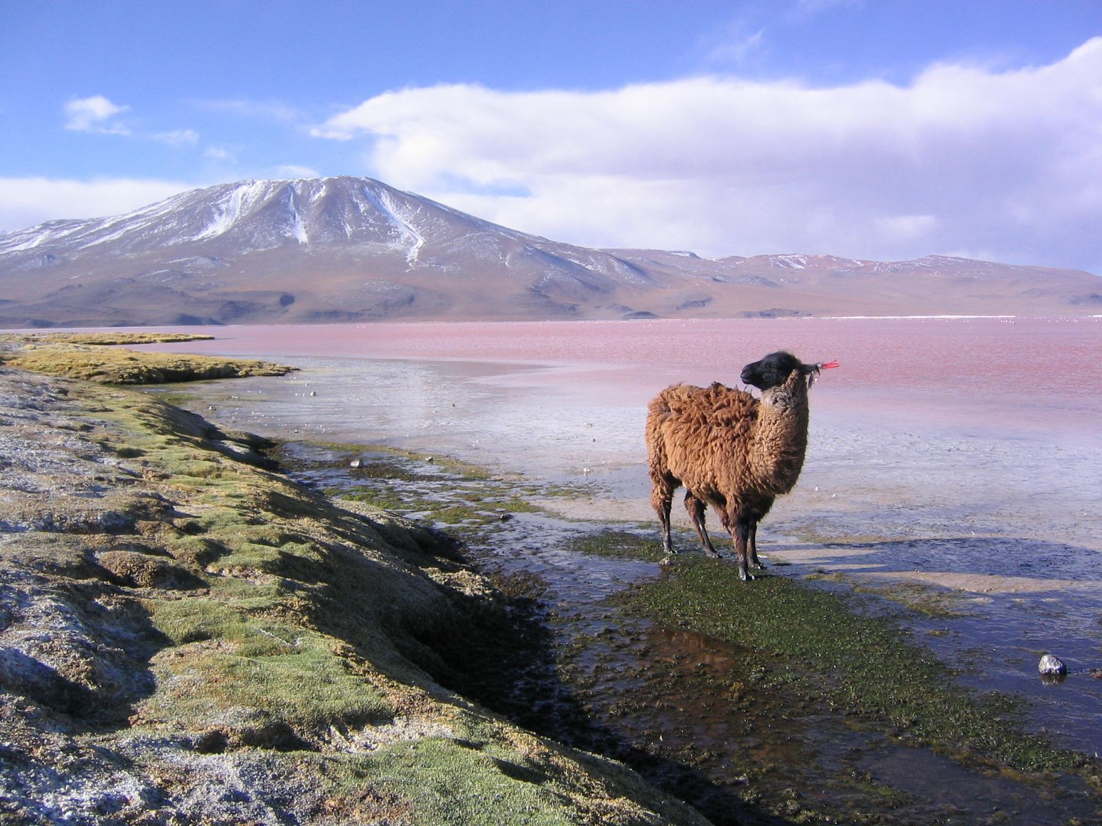 Vista de la Laguna Colorada de Bolivia