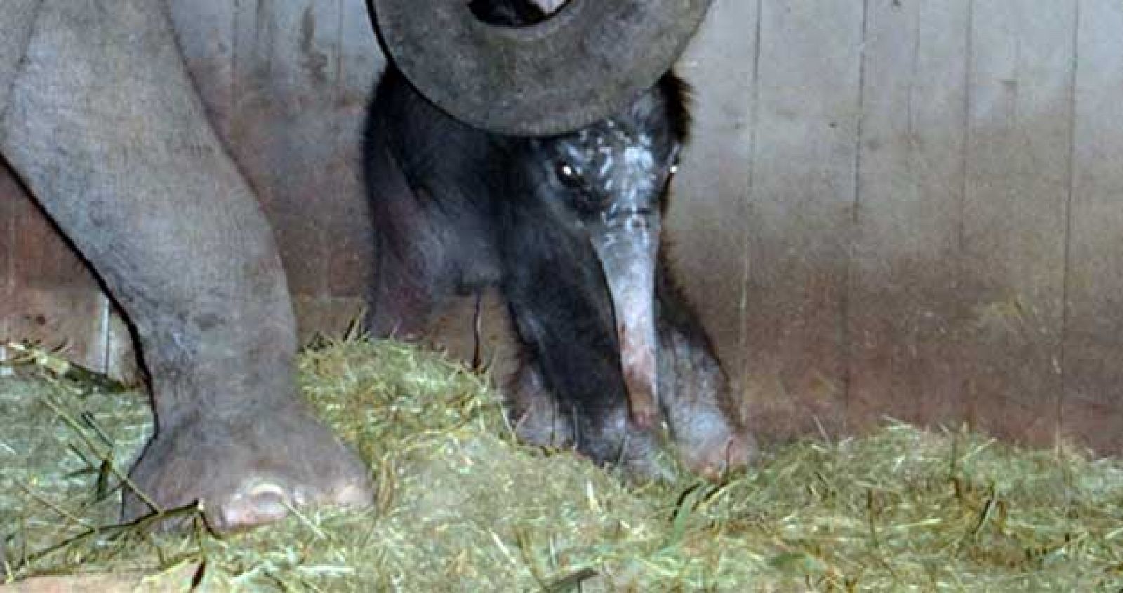 Elefante asiático recién nacido en el Zoo de Madrid