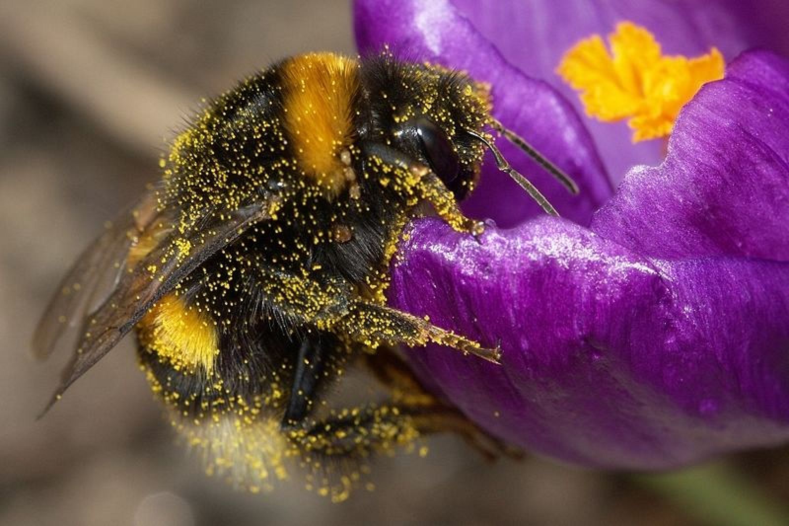 Un abejorro obrero toma polen de una flor.
