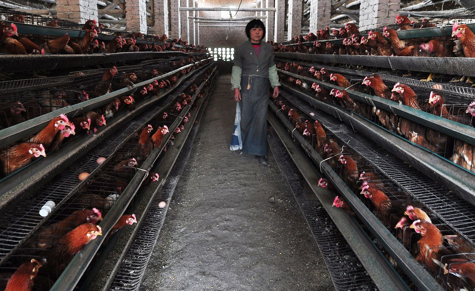 Granja de pollos en Zouping, en la provincia de Shandong (este de China)