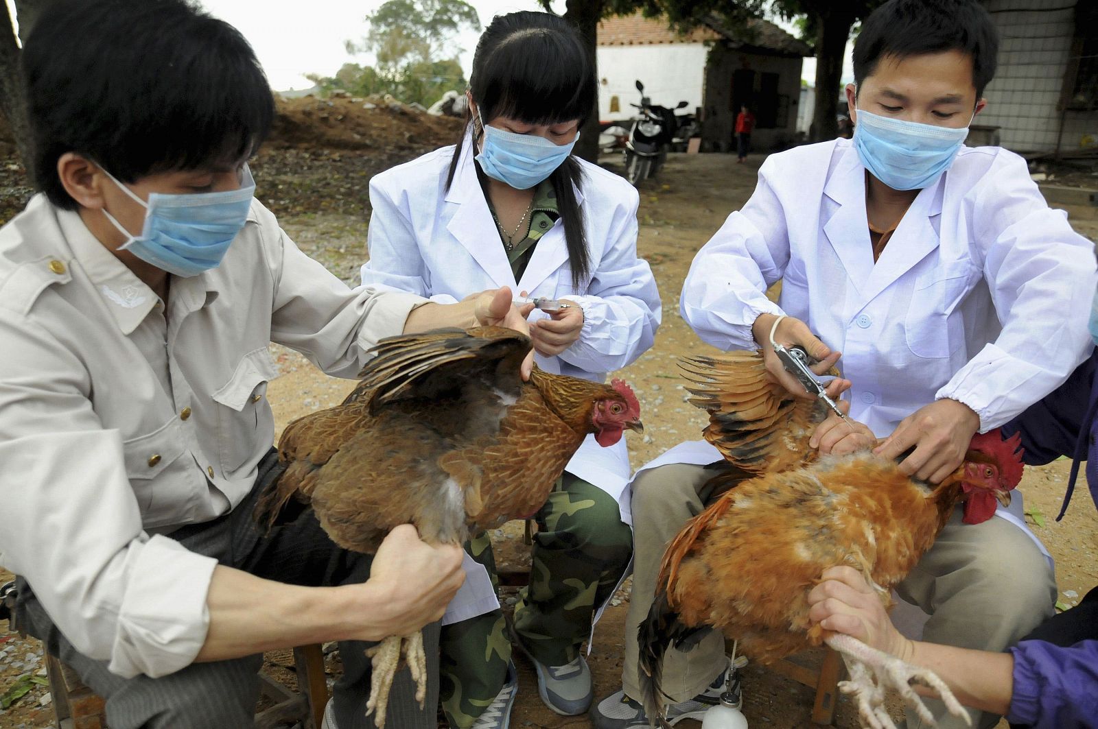 Personal técnico inyecta vacunas a ejemplares infectados con el virus de la gripe aviar en China