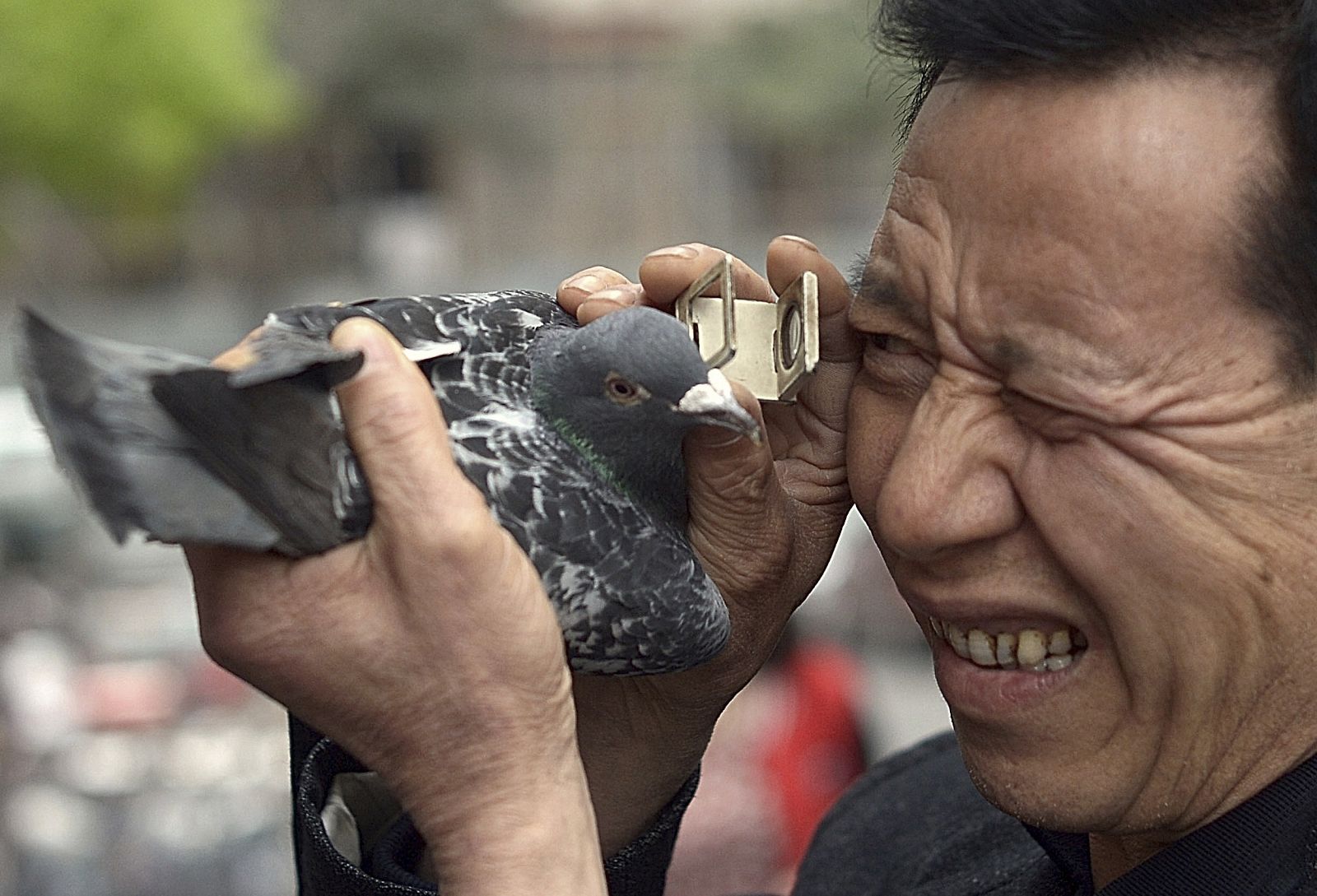 Un cliente examina a una paloma en la ciudad de Chongqing, China