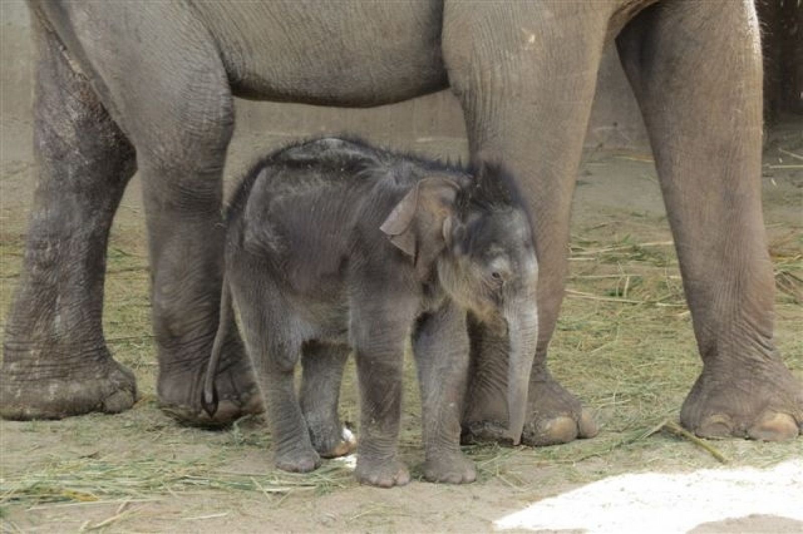 El elefante Buba, entre las patas de su madre Samy.