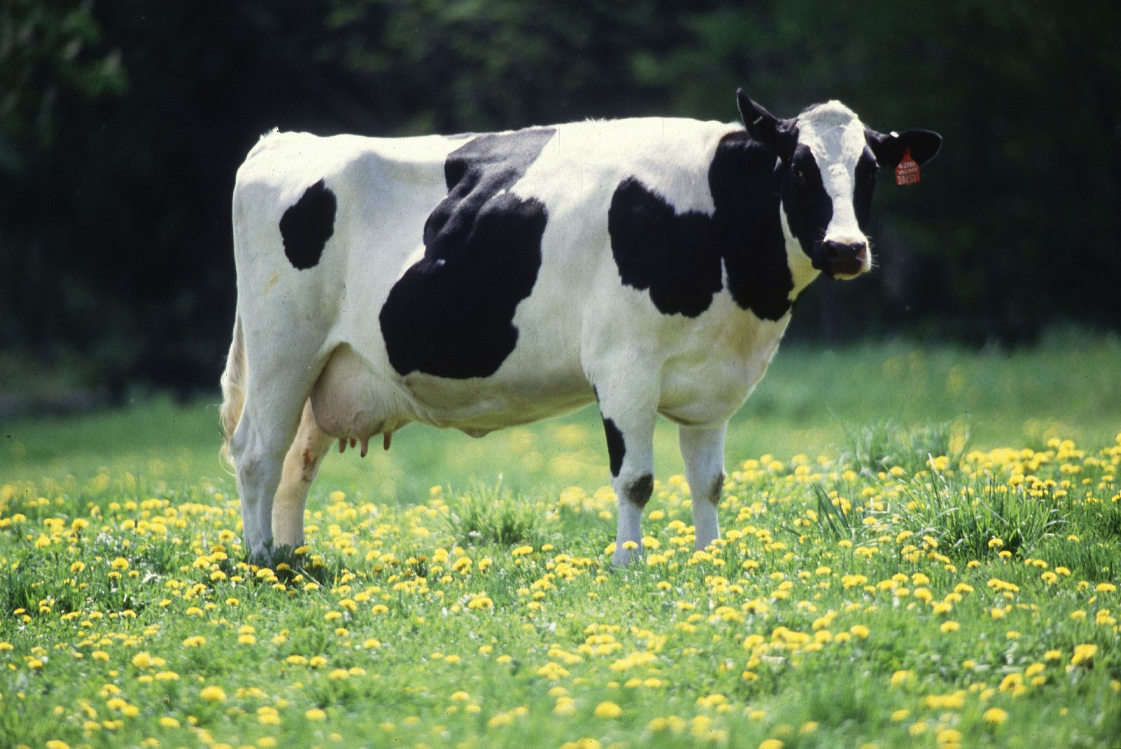Vaca productora de leche en el campo.