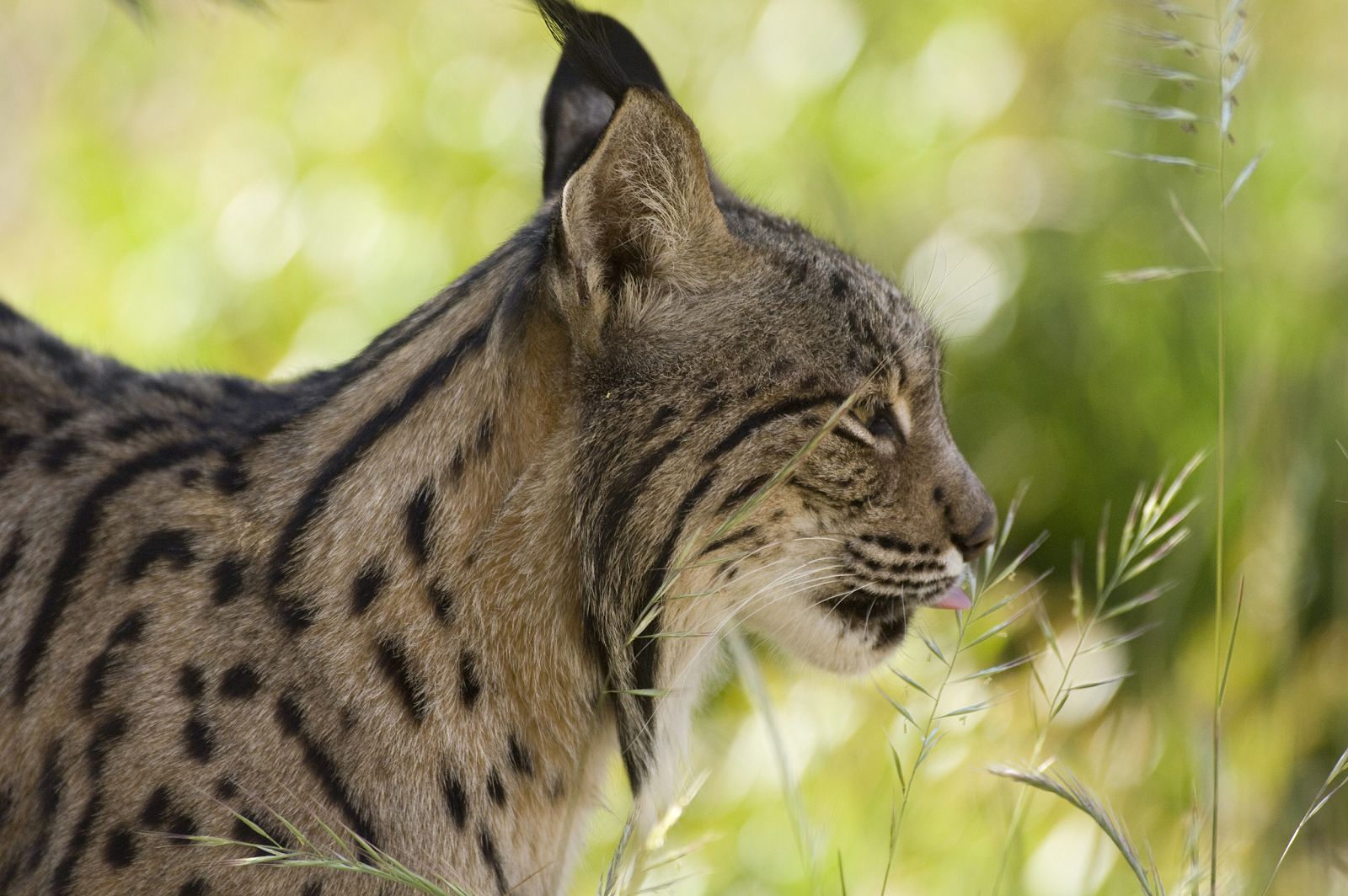 Un lince ibérico