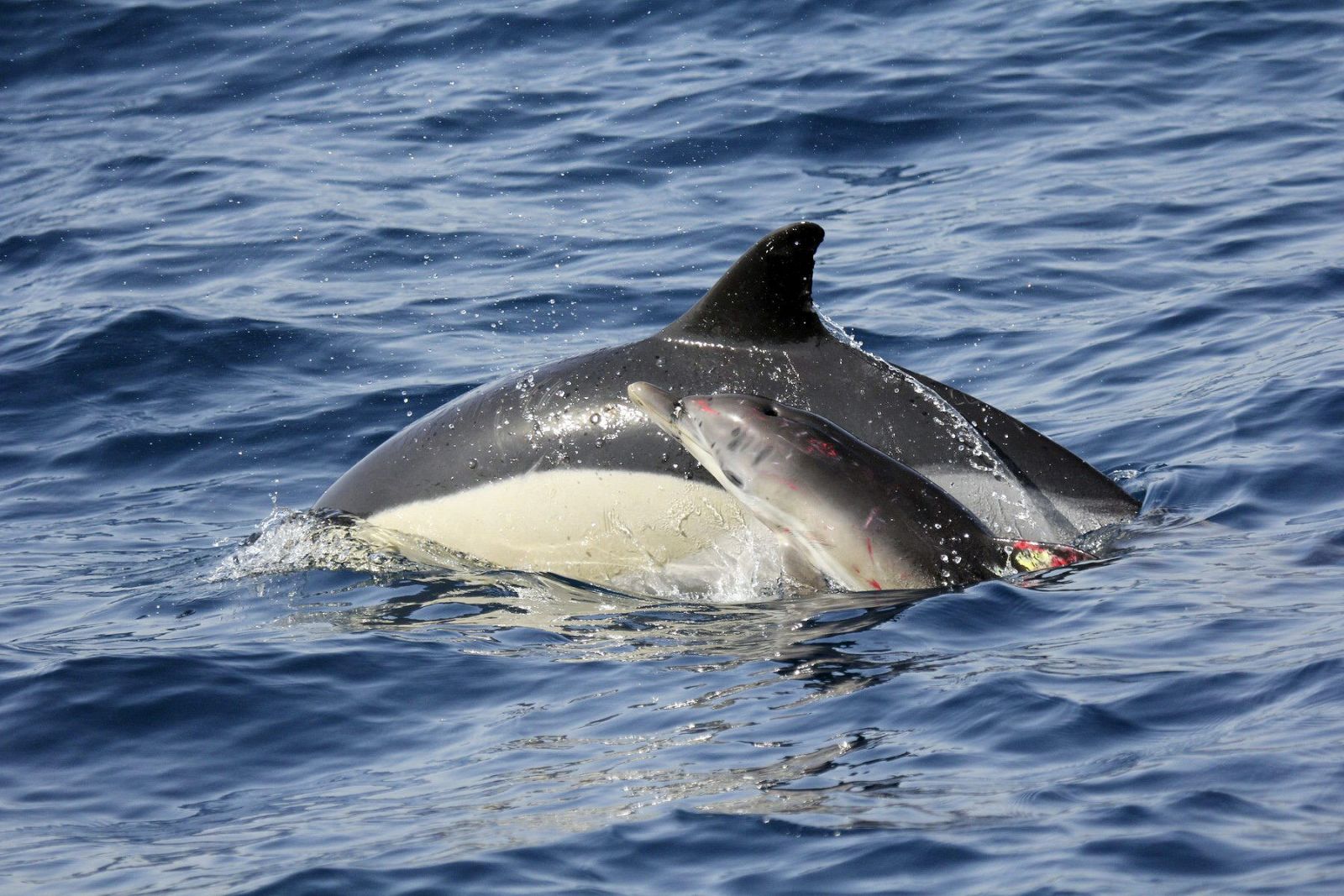 El delfín rescatado, Alonso, en la Bahía de Algeciras con su madre.