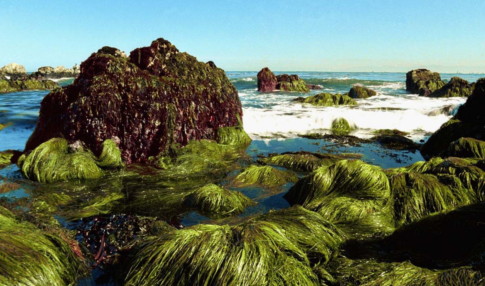 Algas en la costa del Pacífico, en California.