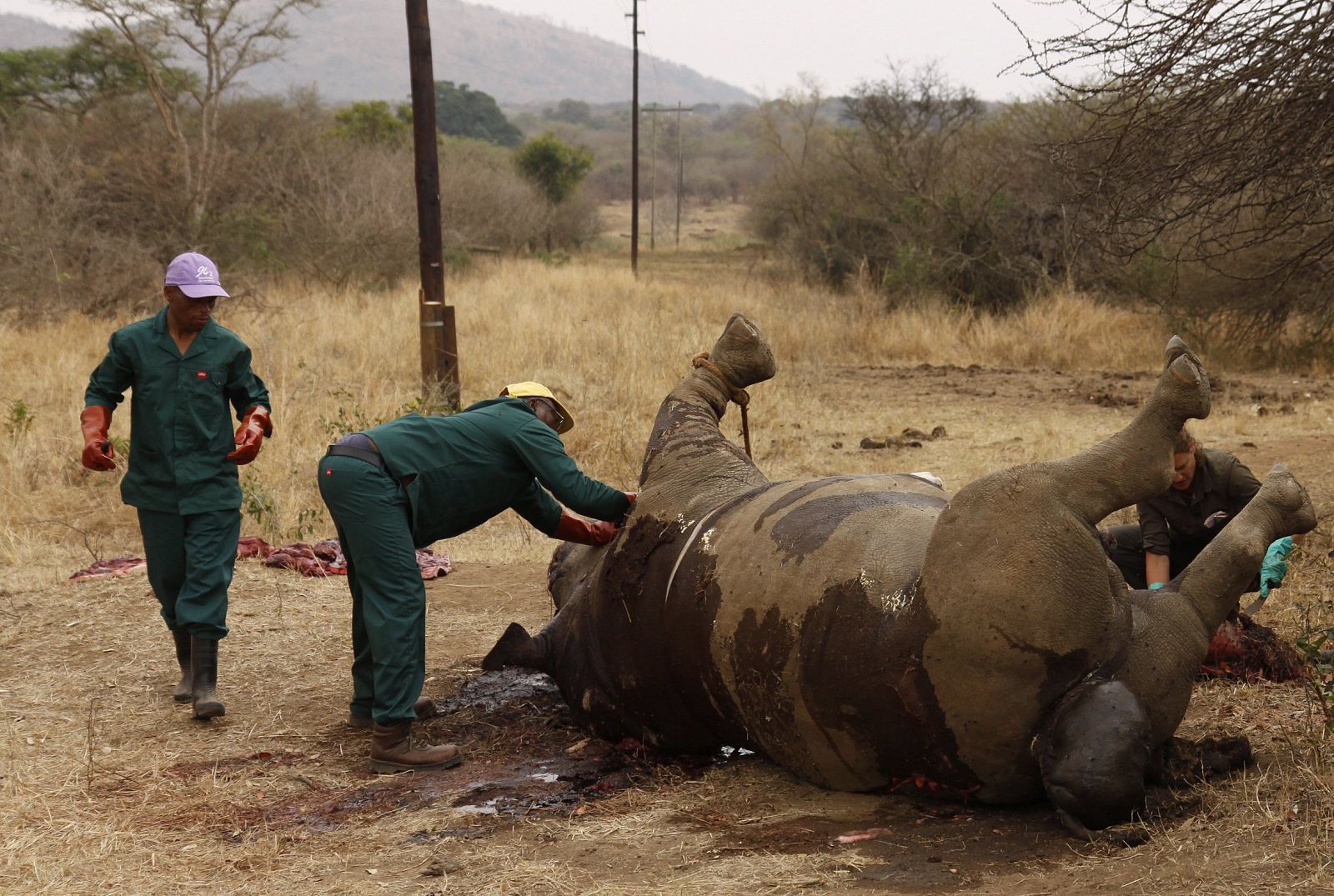 Trabajadores que examinan a un rinoceronte matado en el parque Kruger, en Sudáfrica.