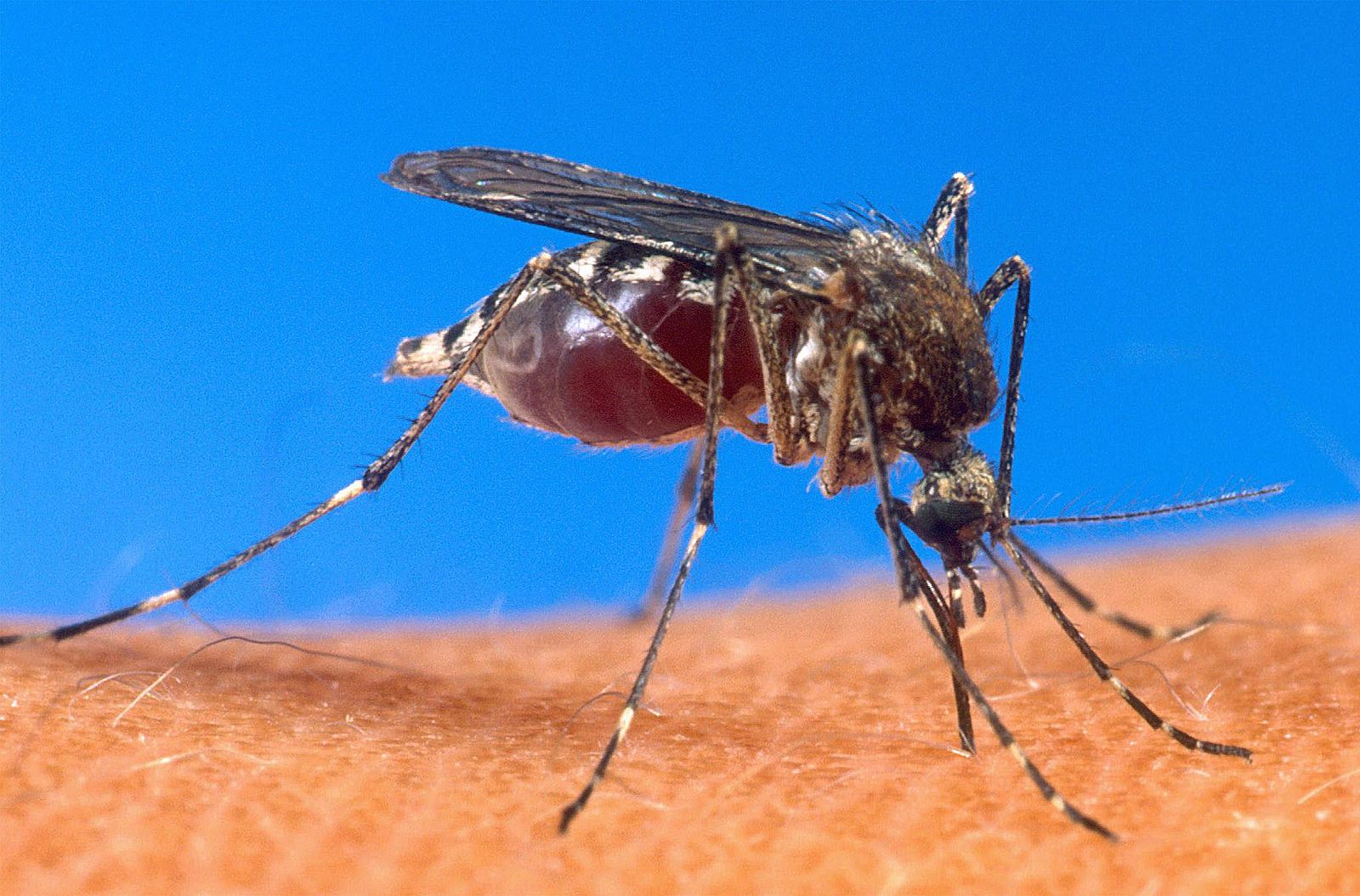 Mosquito Anopheles, el mosquito de la malaria.