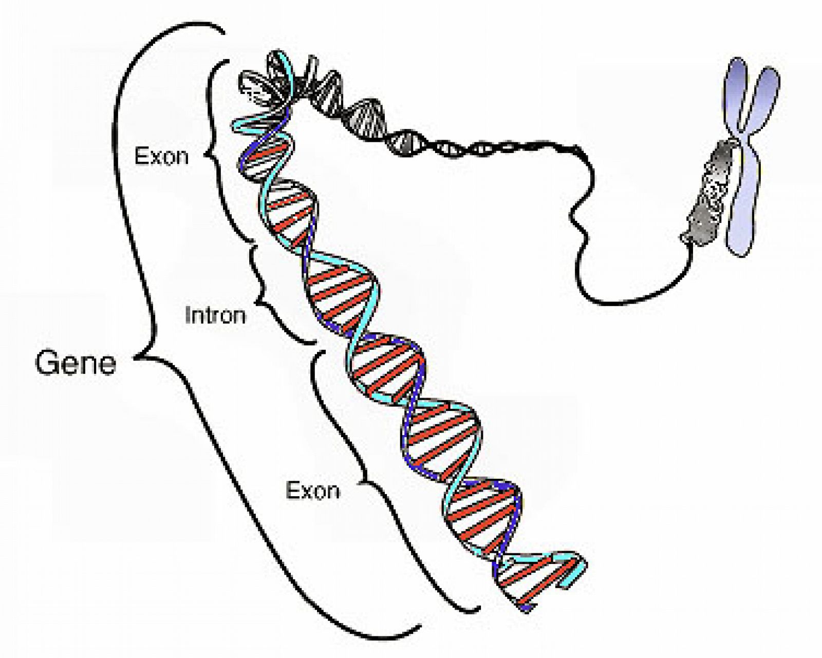 Una secuencia ordenada de nucleótidos en la molécula de ADN (o ARN )