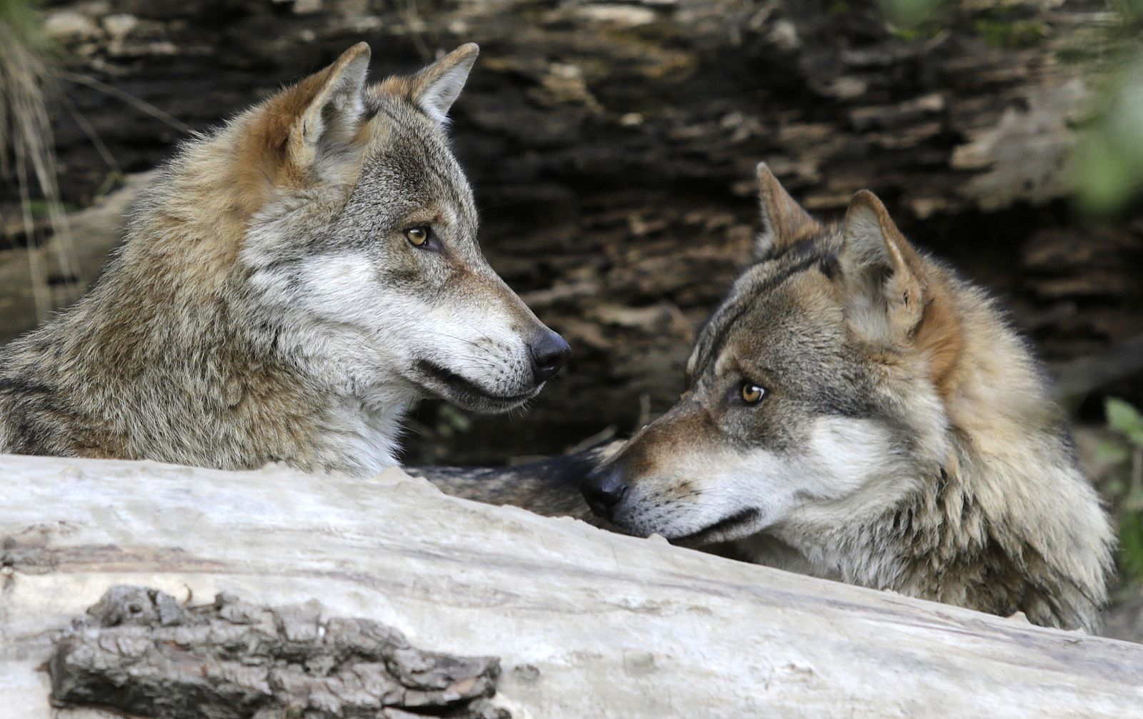 Dos lobos en el zoo de Innsbruck (Viena).