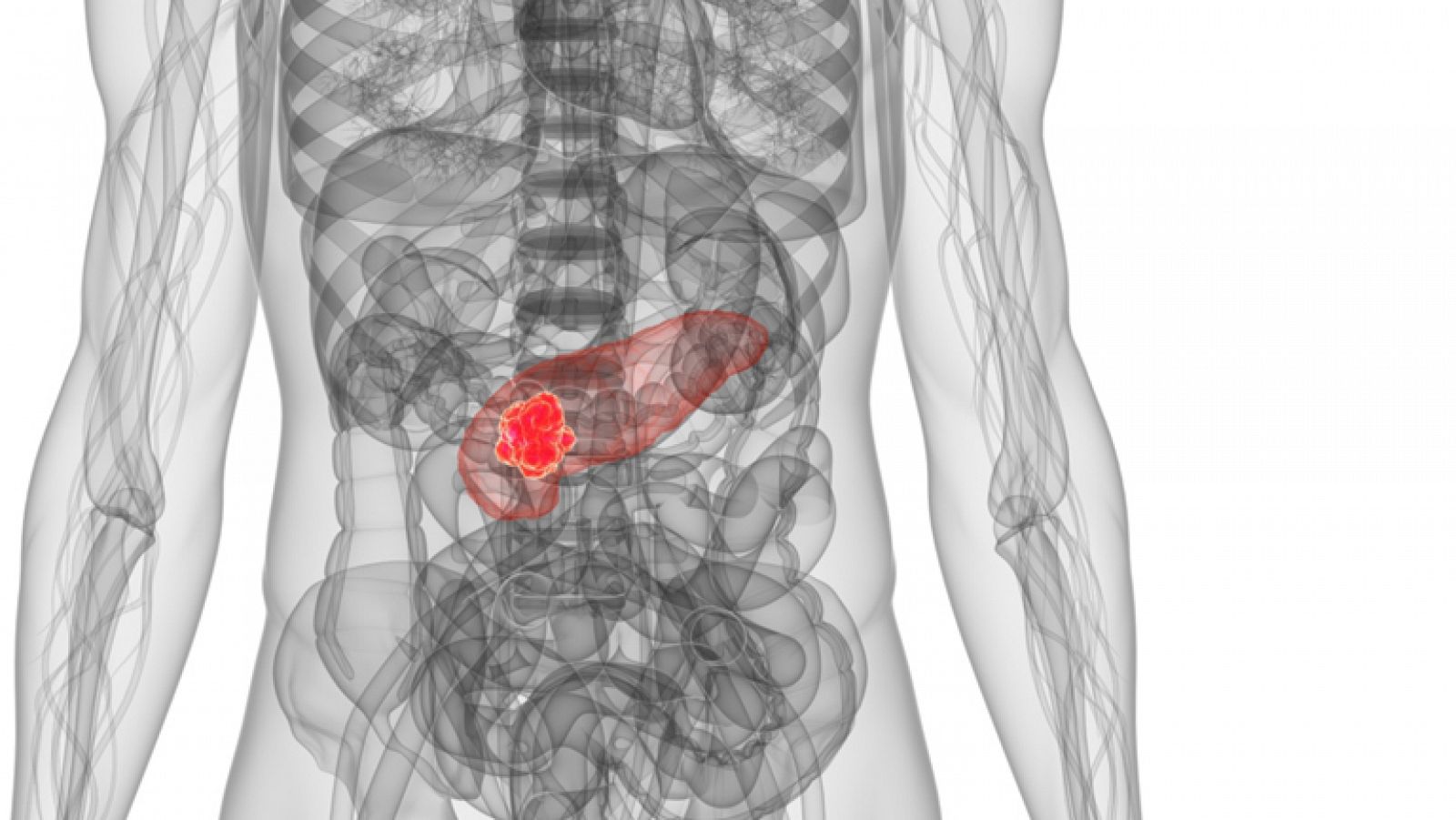 Dibujo del páncreas en el abdomen humano.